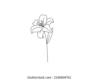 Vector isolated single pretty lily flower blossom colorless black and white contour line drawing