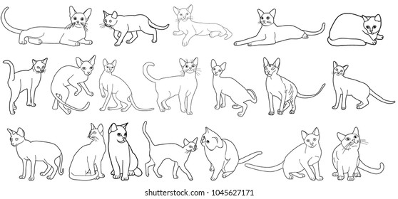 vector, isolated sketch of a cat, set