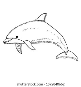 vector, isolated, sketch dolphin is swimming