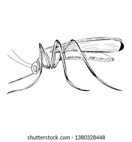 vector, isolated, sketch mosquito, lines, icon