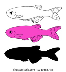 Vector isolated sketch set, black silhouette and color image of pink aquarium fish danio glofish, great design for any purpose. Colorful fish set of elements for signage packaging and labels
