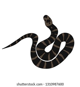 vector isolated, snake on white background