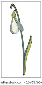 Vector isolated snowdrop on white background. Different elements for floral spring season design. Bouquet of snowdrops. Vector stock illustration. Isolated on a white