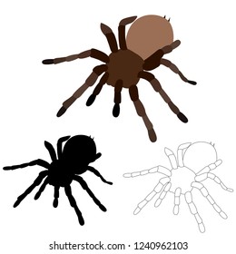 vector, isolated spider, insect, silhouette, sketch