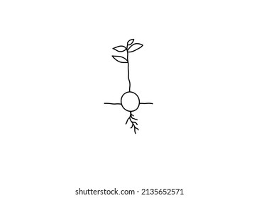 Vector isolated sprouted avocado seed colorless black and white contour line simple drawing