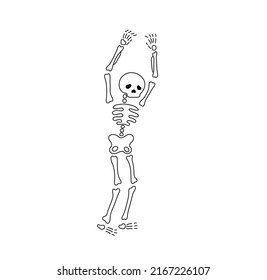 Vector isolated standing human skeleton with his hands up colorless black and white contour line drawing