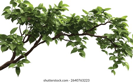 Vector isolated tree branches, rainforest greenery, lush leaves, tropical forest foliage, nature design, natural environment, jungle plants, green rainforest, tropical trees, forest background