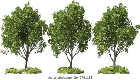 Vector isolated trees cutout collection transparent background file, nature elements, tree silhouette, forest, eco friendly, green trees, leafless trees, nature cutouts