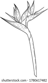 Vector Isolated tropical flower illustration. Hand drawn strelitzia flower. Tropical bird of  paradise flower line clipart.
