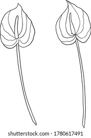 Vector Isolated tropical flowers digital illustration. Hand drawn anthurium flower. Tropical  flowers line clipart.