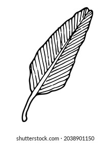 Vector isolated tropical leaf. A long-shaped palm leaf with veins on a thick stem drawn by hand in the style of a sketch on a white background. outline of a black plant leaf for a design template