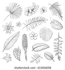 Vector isolated tropical leaves and flowers. Hand drawing the plant elements for your design. 