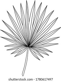 Vector Isolación de la hoja de palma tropical. Elemento de la línea de la hoja de palma tropical dibujado a mano.