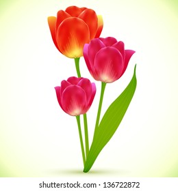 Vector isolated tulip flowers bouquet