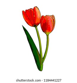 Vector isolated Tulip illustration