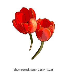 Vector isolated Tulip illustration
