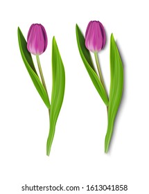 Vector isolated  flower, tulip with shadow and without shadow. Spring flower of lilac color on a white background. It can be edited and used to design postcards, for example for the holiday of March 8