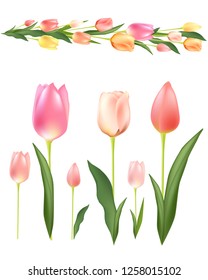 vector isolated tulips on white background 3d