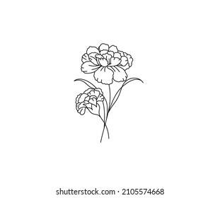 Vector isolated two carnation flowers blossom contour line colorless black and white drawing