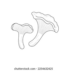 Vector isolated two chanterelle mushrooms big and small little colorless black and white contour line easy drawing