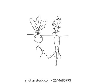 Vector isolated two growing root crops holding each other by their roots colorless black and white contour line drawing