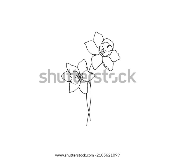 Vector isolated two\
narcissus daffodils flowers blossom contour line colorless black\
and white drawing