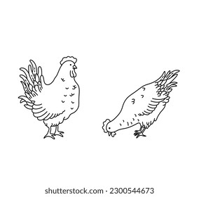 Vector isolated two pair couple rooster and chicken hen pecking colorless black and white contour line easy drawing