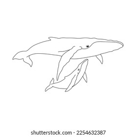 Vector isolated two whales big whale   baby whale mother   baby pair colorless black   white contour line easy drawing