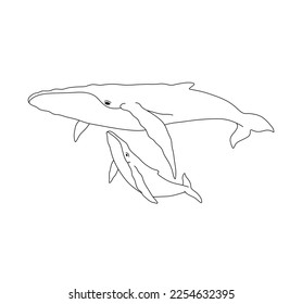 Vector isolated two whales