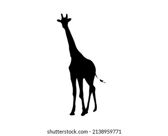 Vector isolated walking giraffe outline black colored silhouette shadow