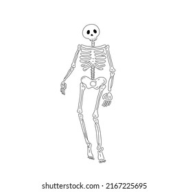 Vector Isolated Walking Human Skeleton Colorless Black And White Contour Line Drawing