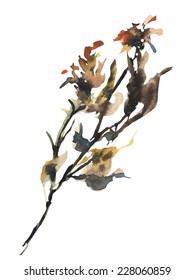Vector isolated watercolor hand drawn dry flowers.