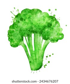 Vector isolated watercolor illustration of broccoli with paint splashes.