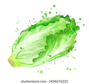 Vector isolated watercolor illustration of chinese cabbage with paint splashes.