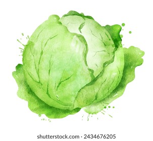 Vector isolated watercolor illustration of dutch cabbage with paint splashes.