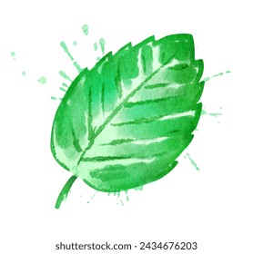 Vector isolated watercolor illustration of mint leaf with paint splashes.
