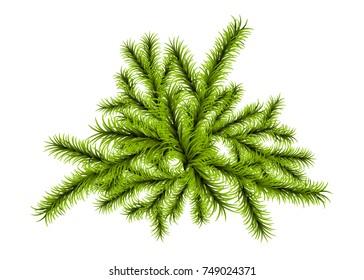Vector isolated white color background illustration. New year winter decoration. Christmas realistic fluffy green pine tree greeting template. Xmas happy holiday Festive branch mockup.