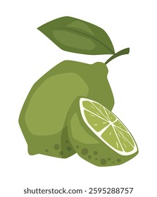 Vector isolated whole lime with half lime 