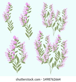 Vector isolated wild green flowering astragalus plant