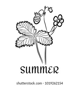 Vector isolated wild strawberry illistration. Symbol of summer