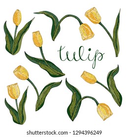 Vector isolated yellow tulip on white. Different elements for floral spring season design