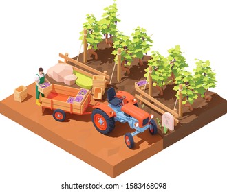 Vector isometric winemaker at winery vineyard harvest. Farmer collecting bunches of grapes into boxes for wine production. Boxes with grapes loaded on farming tractor trailer. Rows of grape bushes