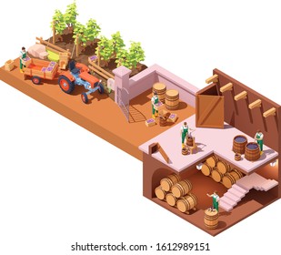 Vector isometric winery and wine making process. Wine makers on grapes harvesting on vineyard, crushing and pressing grapes, aging and bottling. Winery production process steps illustration