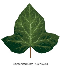 Vector Ivy Leaf.