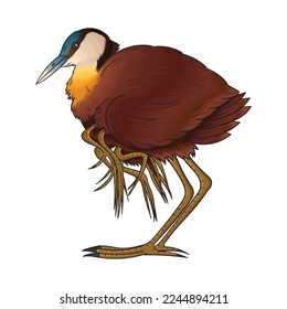 vector jacana bird, this bird is identical with many legs