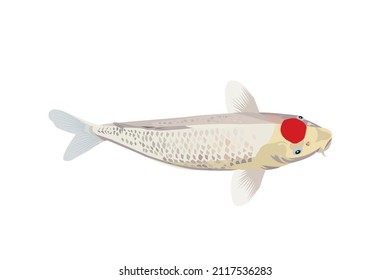 vector japan koi fish in tancho coloration