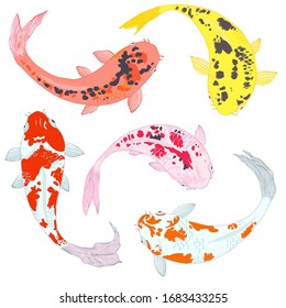 Vector japanese fish carp koi swimming set. Colorful collection. 