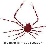 vector Japanese giant spider crab