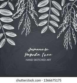 Vector Japanese pagoda tree design. Hand drawn flowering tree sketch. Botanical design template. Vintage medical plant drawing. On chalkboard