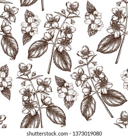 Vector Jazmín de fondo. Patrón floral sin fisuras. Dibujado a mano boceto de árbol de flores. Plantilla de diseño botánico. Dibujo de la planta de jardín de Antiguas.